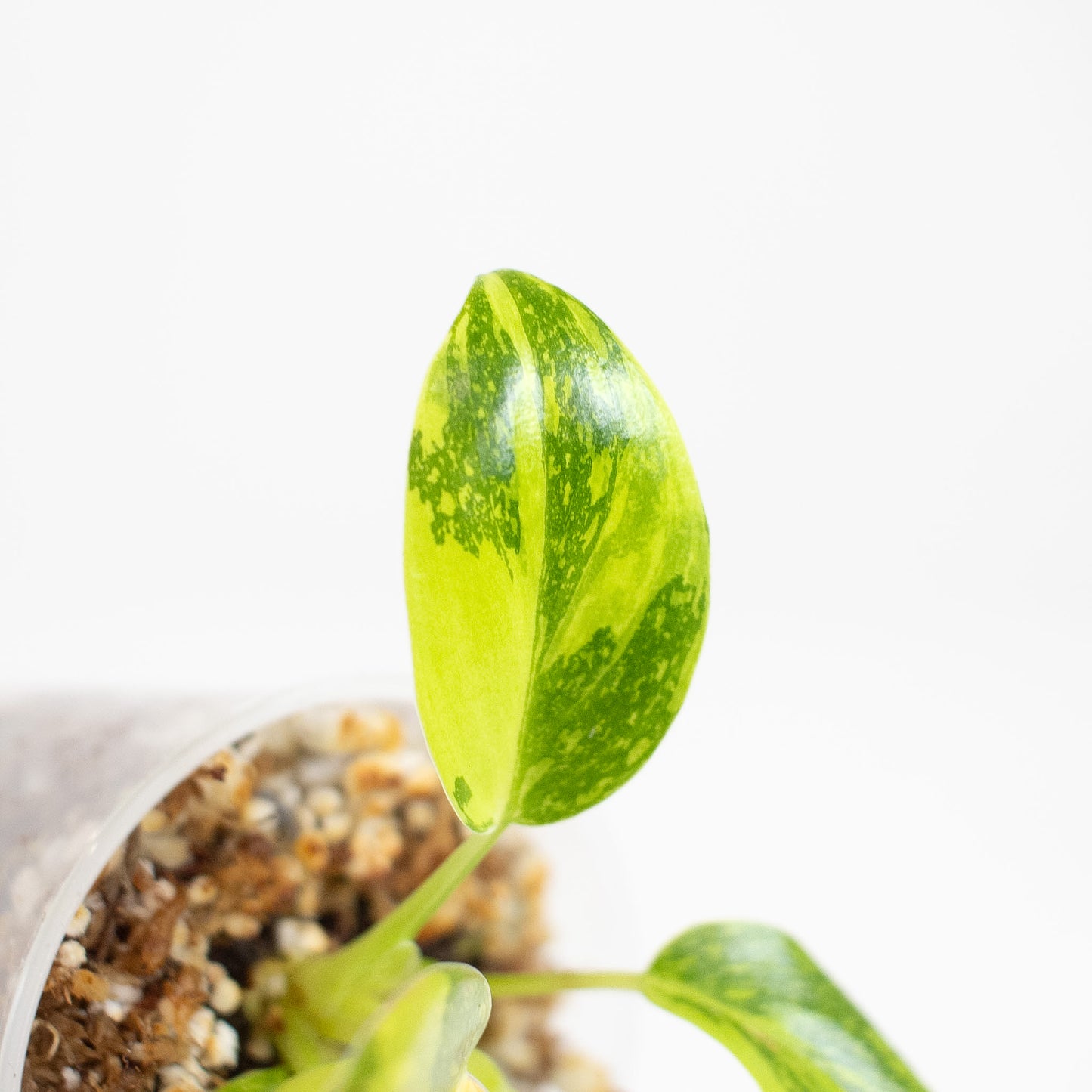 Philodendron Green Congo Nuclear (2615)