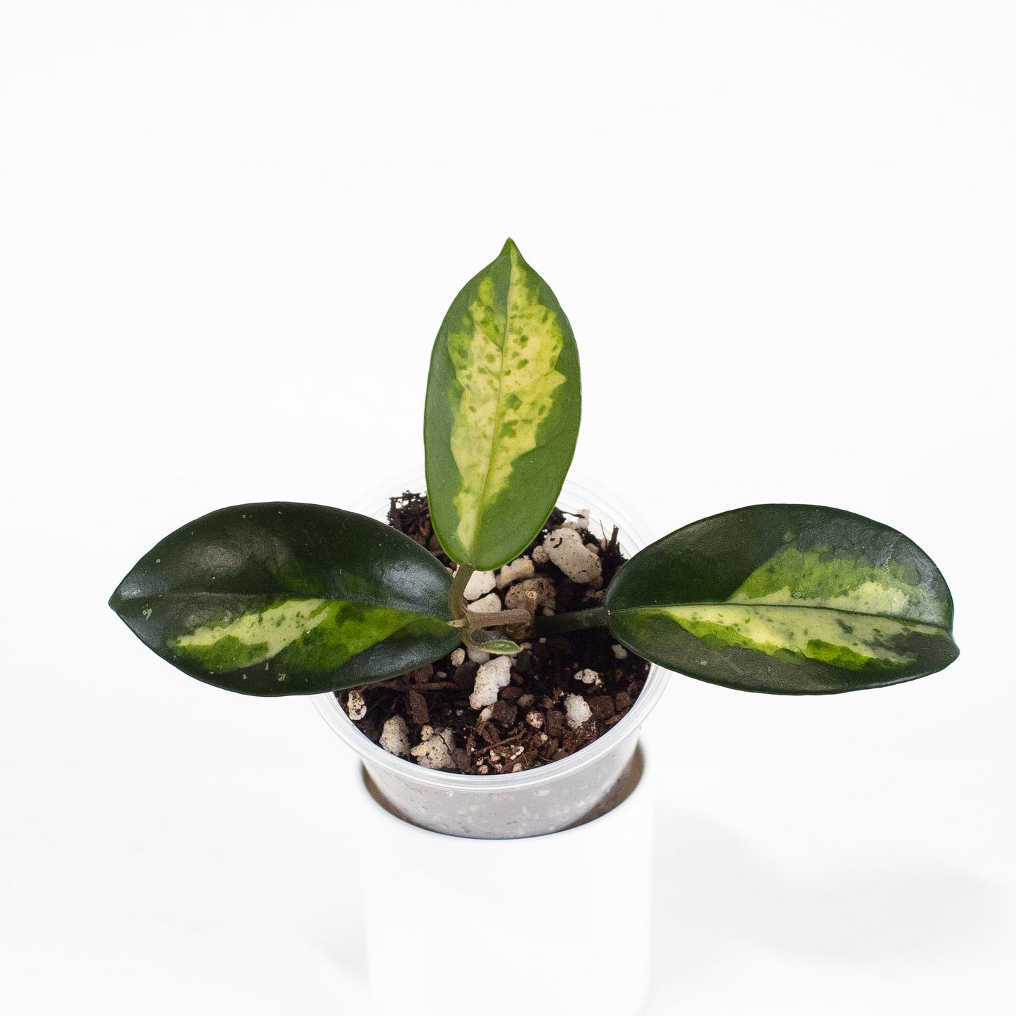Hoya Madara 'Green Edge' Kunzo Lineage (2614)