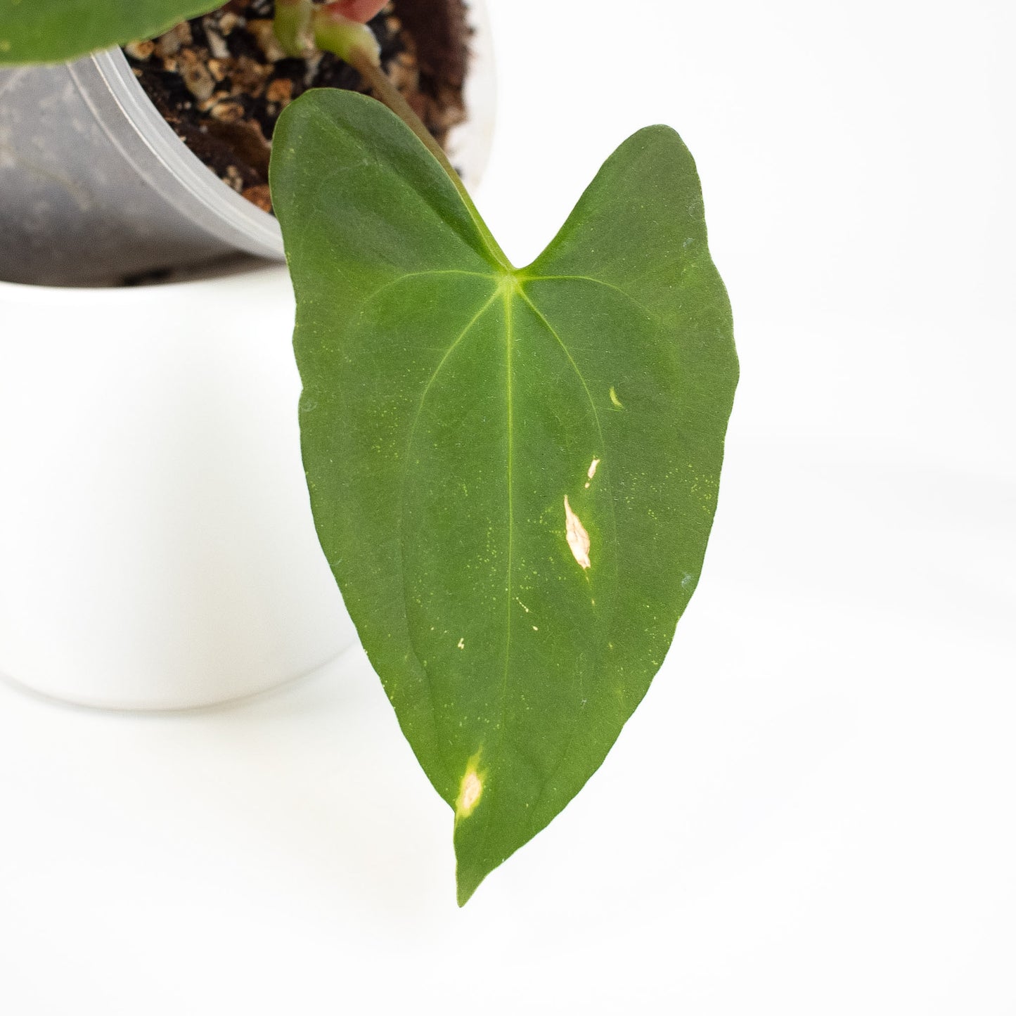 Anthurium Dark Phoenix x Panama (2605)