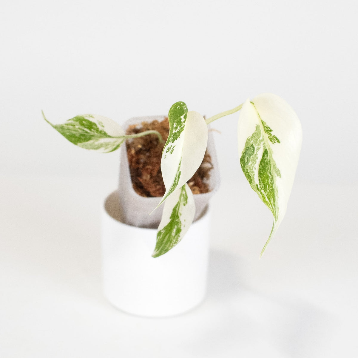 Monstera Deliciosa Albo (LF) *Growers Choice*
