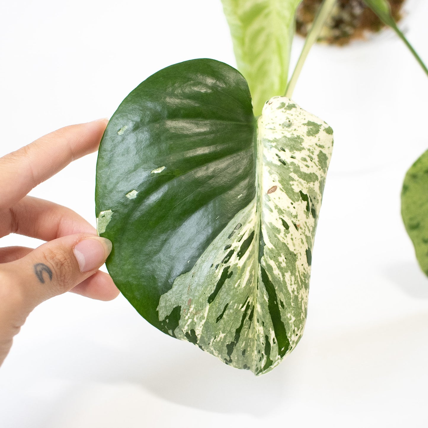 Monstera Deliciosa 'Vietciosa' (2620)