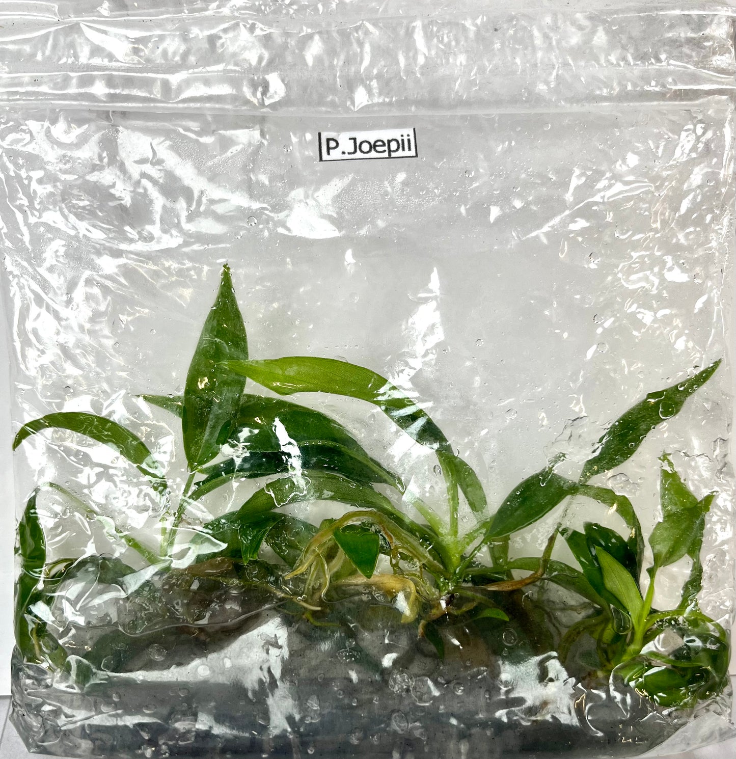 *5 Pack* Tissue Culture- Philodendron Joepii (Sellers Choice)