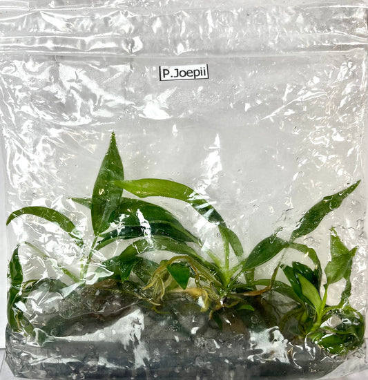 *5 Pack* Tissue Culture- Philodendron Joepii (Sellers Choice)