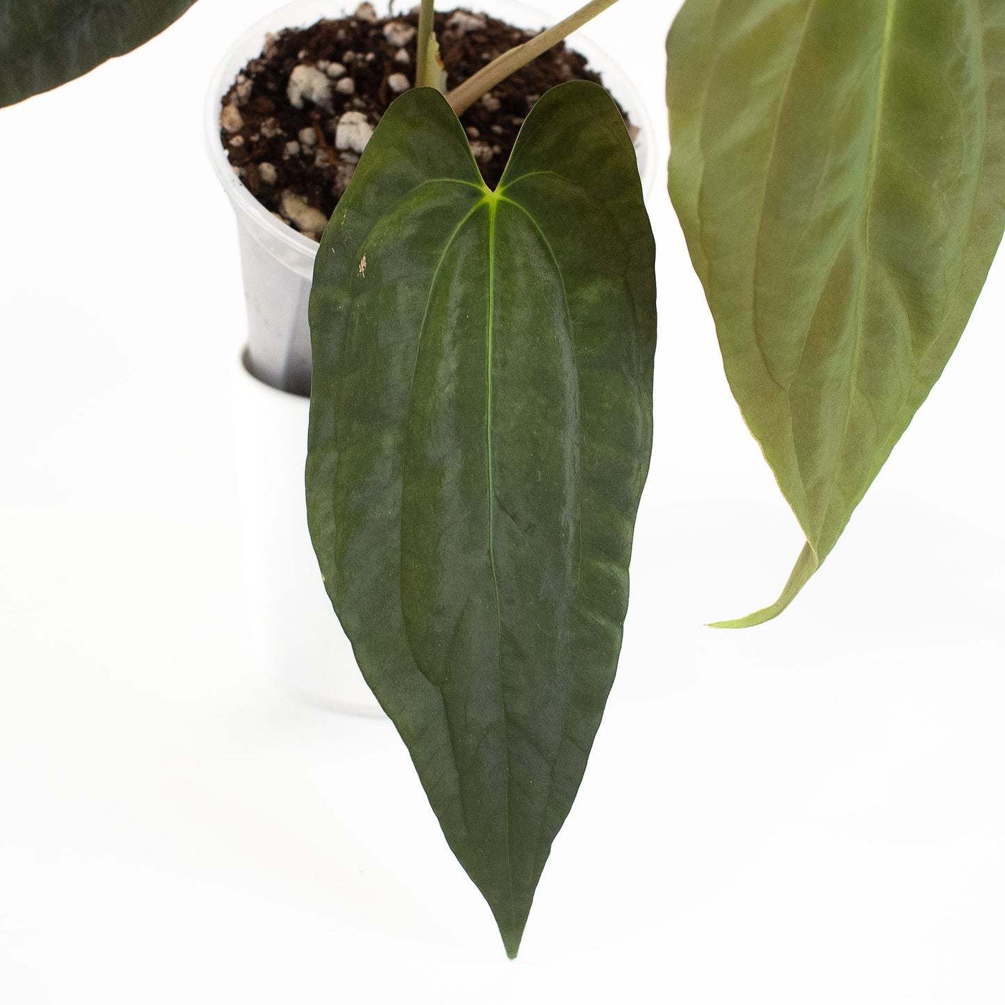 Anthurium RA4 x Fortsherman (2600)