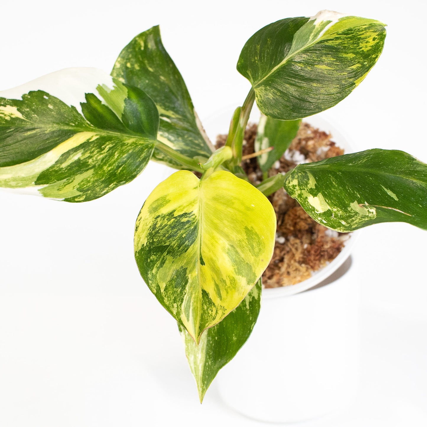 Philodendron White Wizard Tricolor (2619)