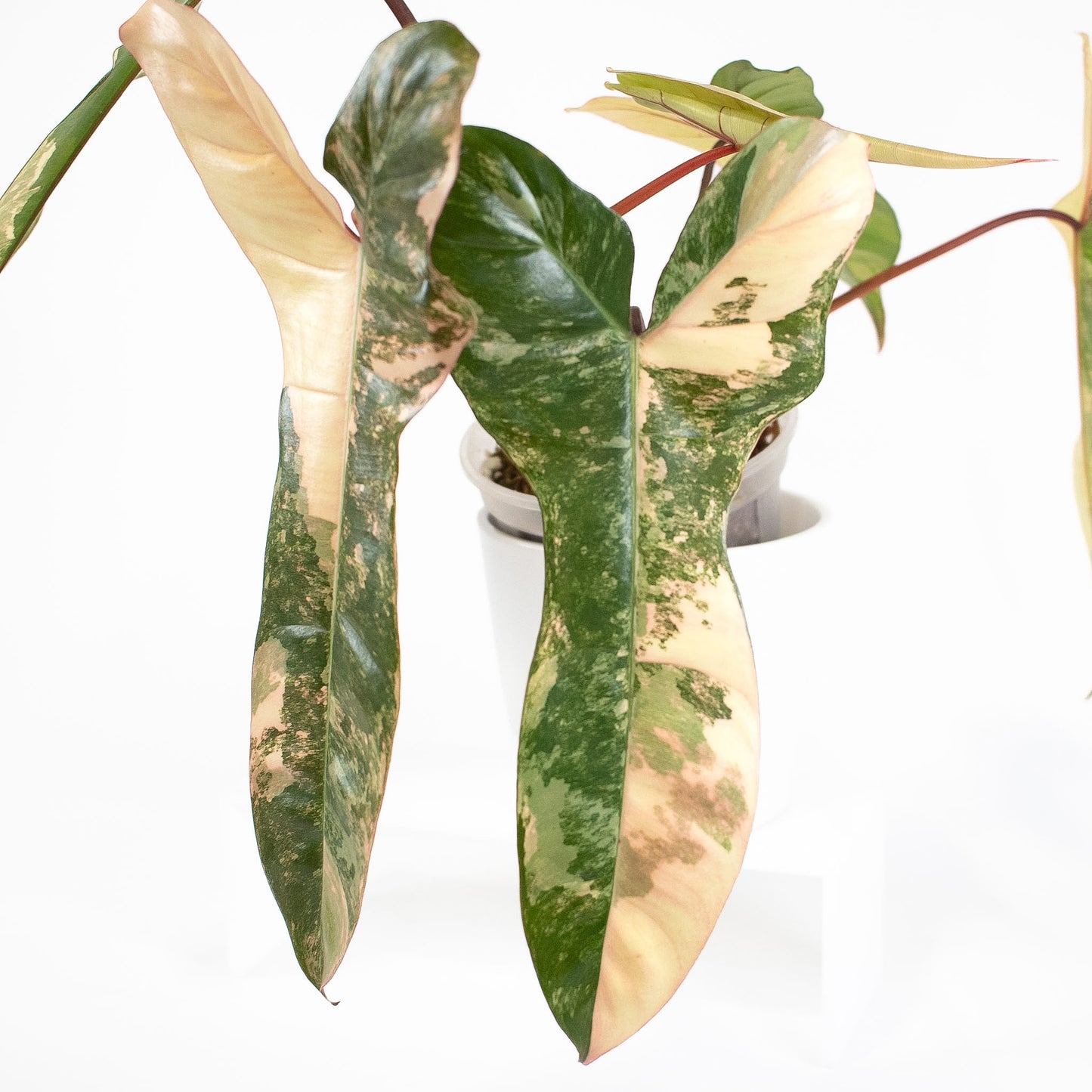 Philodendron Florida Beauty x Billietiae (2613)
