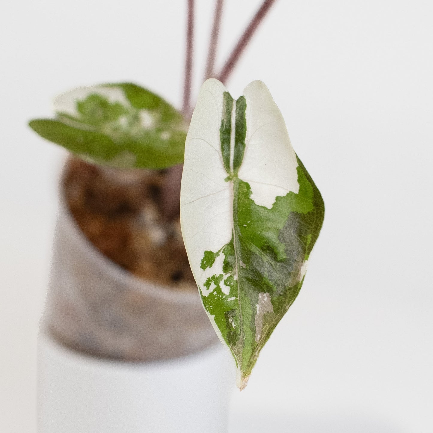 Alocasia Psuedo Sanderiana Pink (2611)