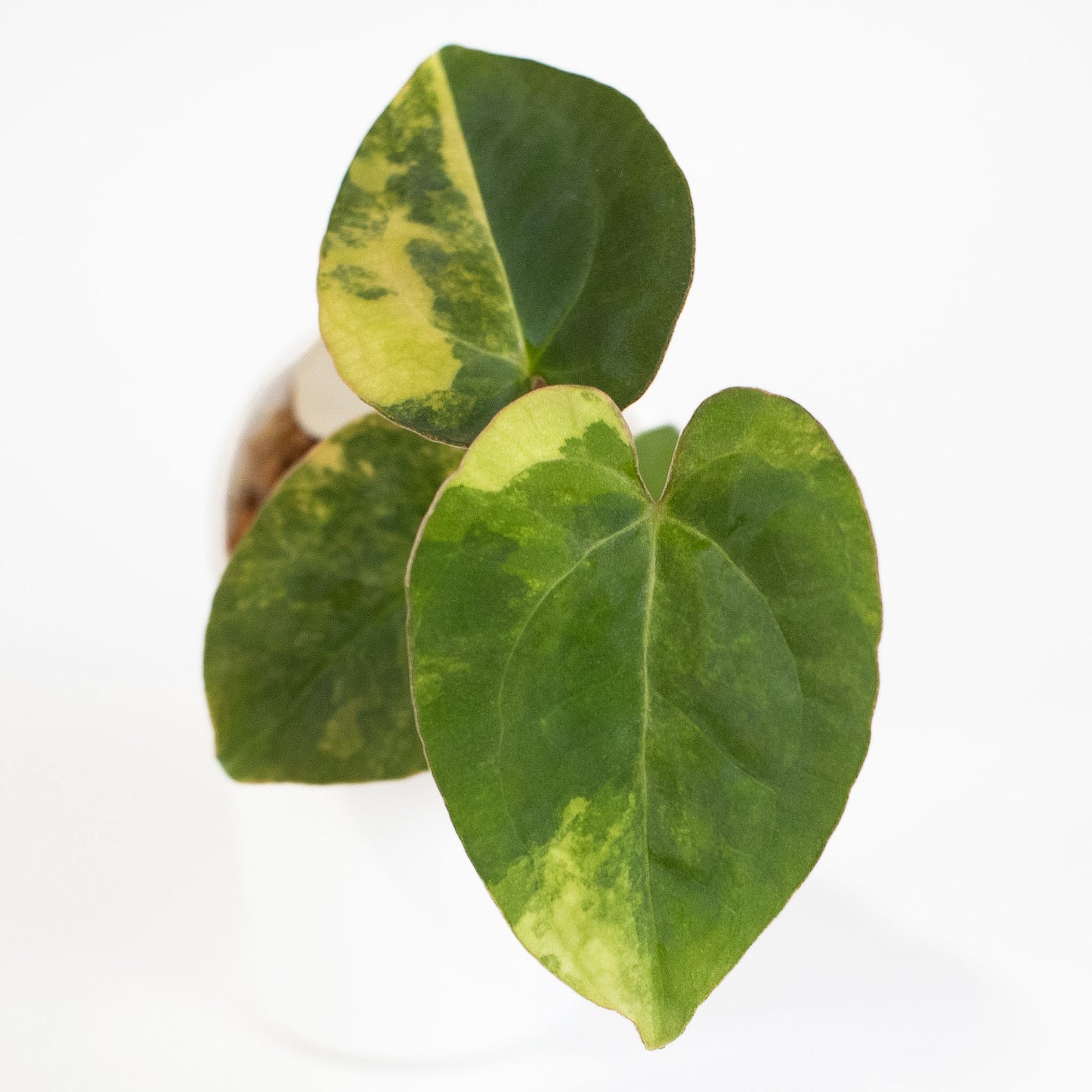 Anthurium Papilliminum Variegated x RVDP (2603)