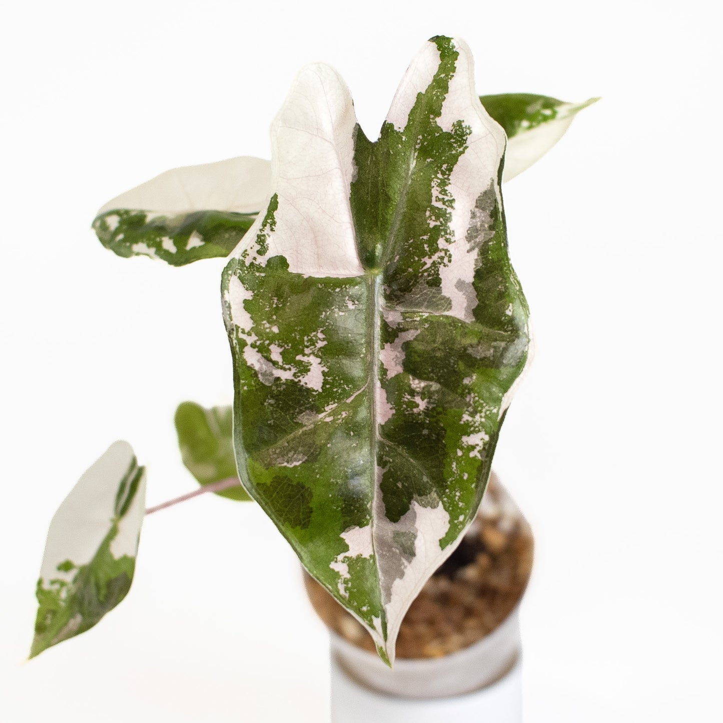 Alocasia Psuedo Sanderiana Pink (2611)