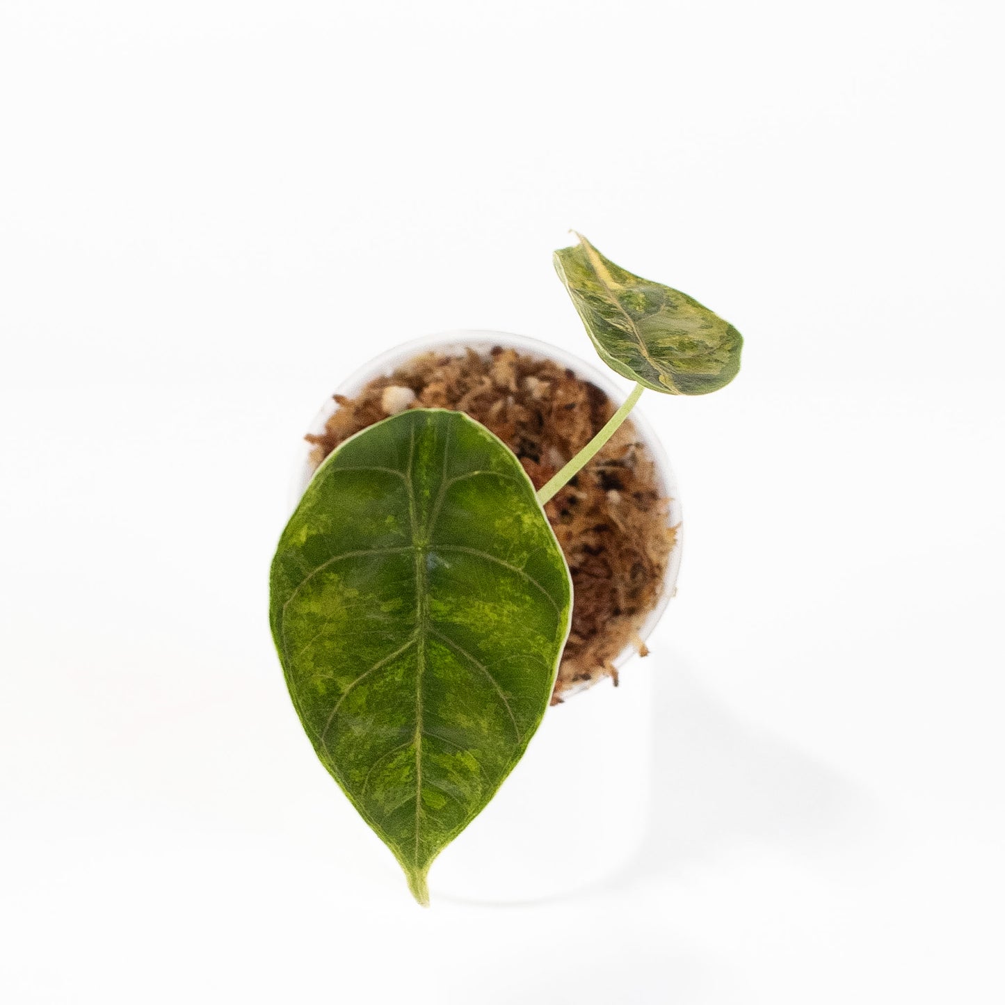 Alocasia Azlanii Aurea (2612)