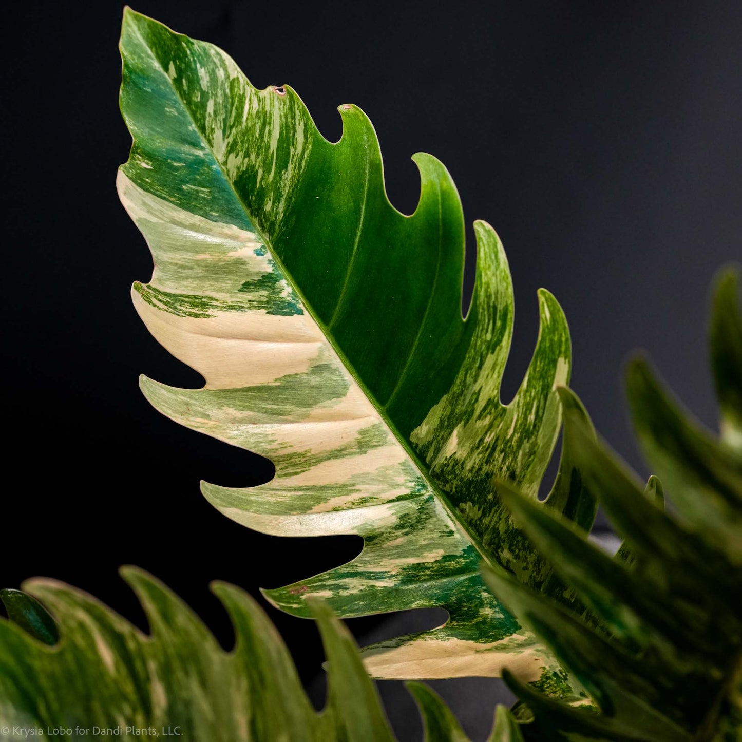 Philodendron 'Caramel Marble' Variegated (SD47-01)