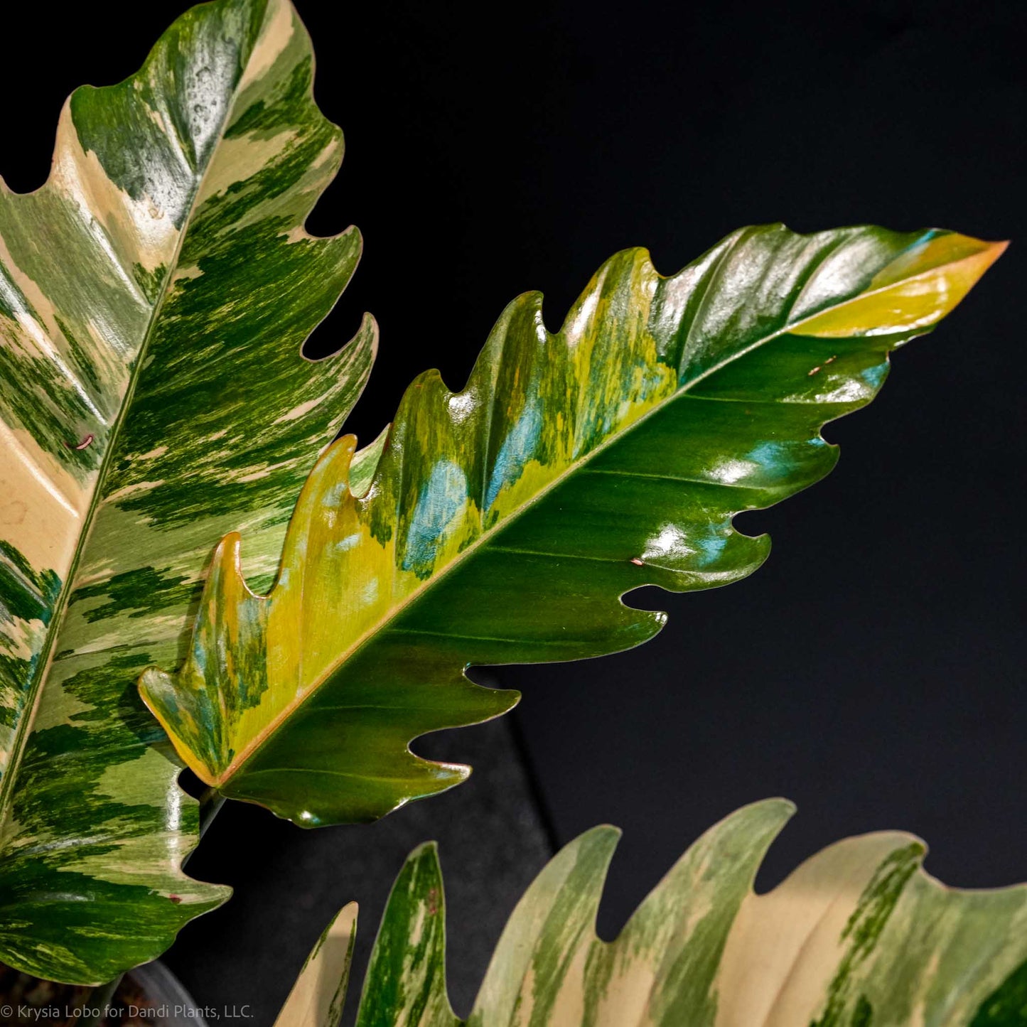 Philodendron 'Caramel Marble' Variegated (SD47-01)