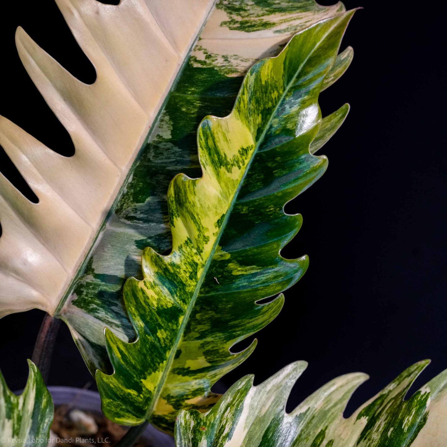 Philodendron 'Caramel Marble' Variegated (SD47-01)