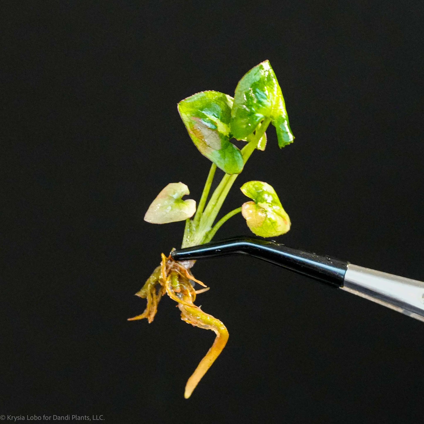 Syngonium Orm Nagpum 'Pink Salmon' Tissue Culture Plantlets 5 Pack (Seller's Choice)