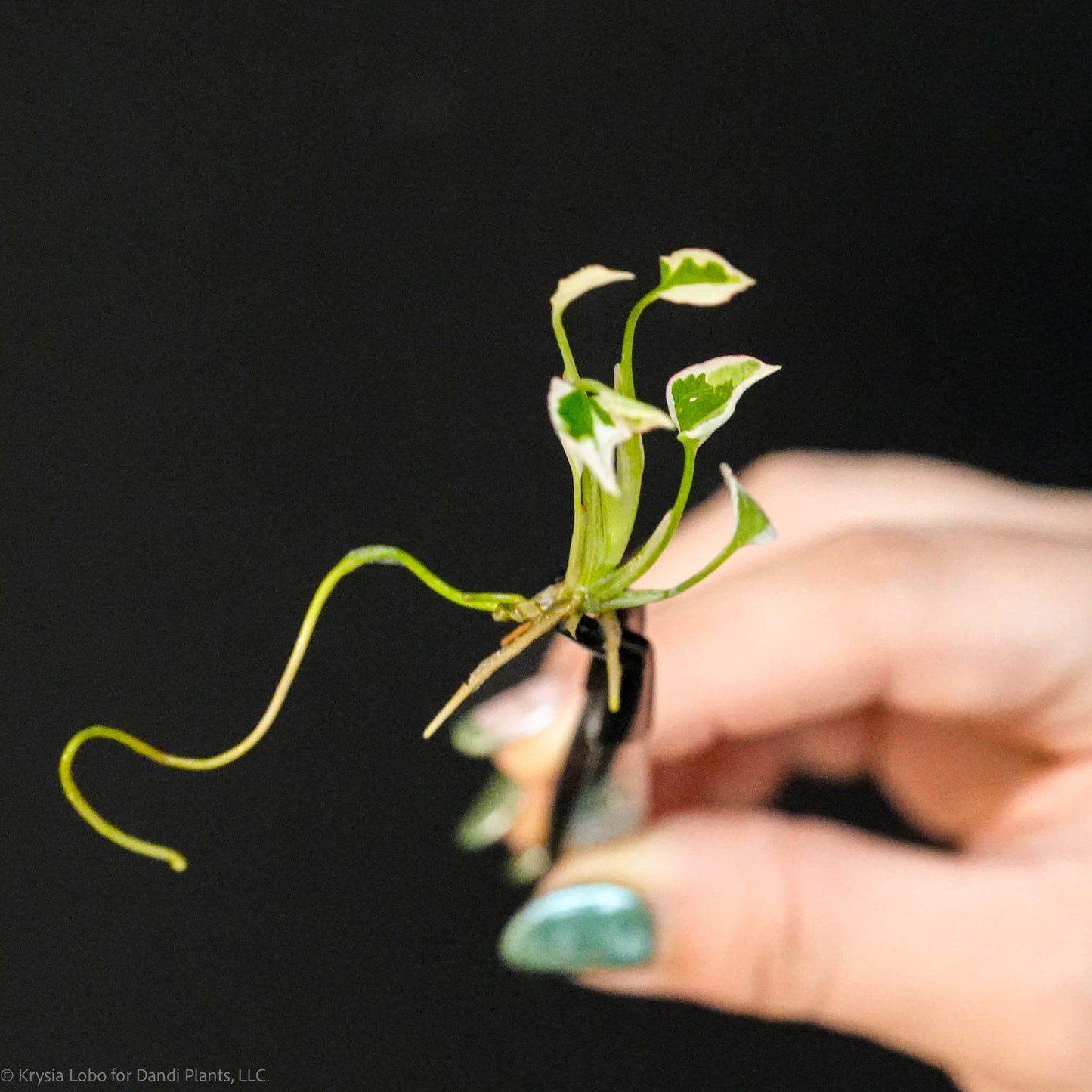 Syngonium Podophyllum 'Starlite' Variegated Tissue Culture Plantlets 5 Pack (Seller's Choice)