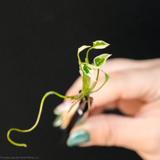 Syngonium Podophyllum 'Starlite' Variegated Tissue Culture Plantlets 5 Pack (Seller's Choice)