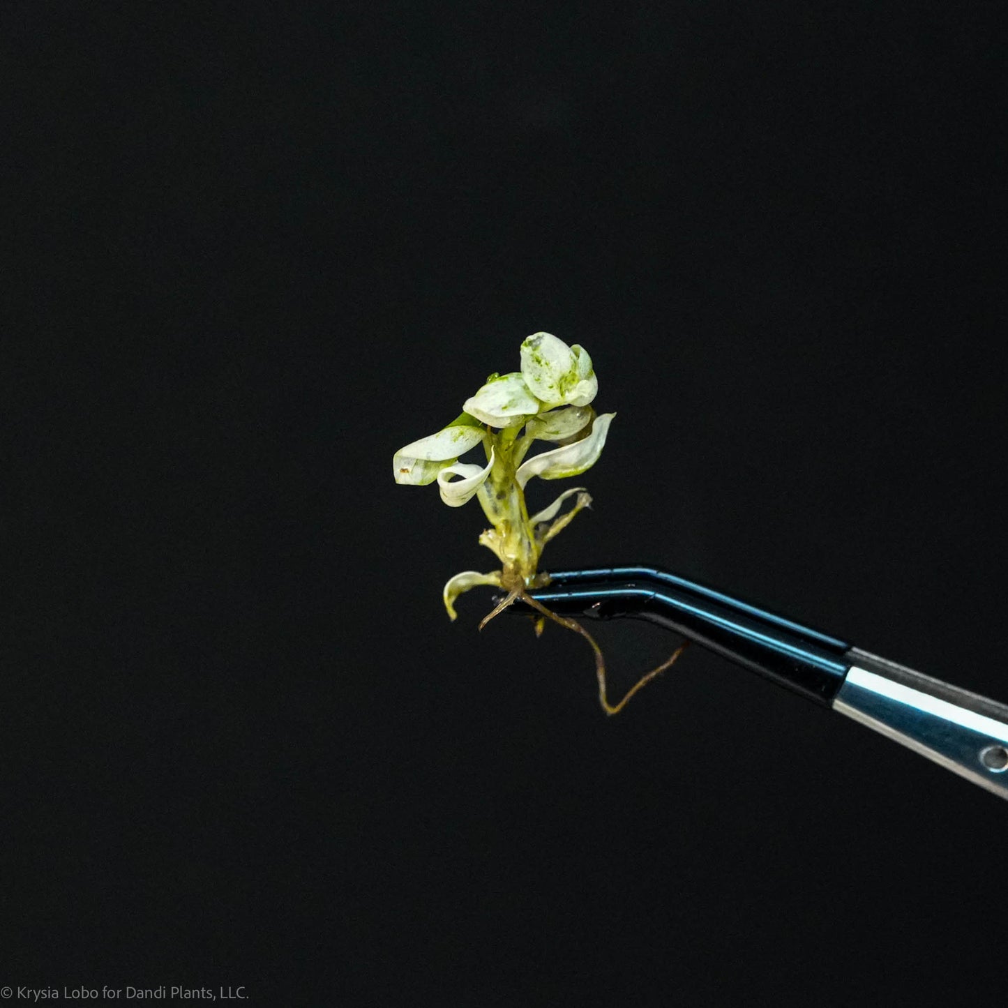 Rhaphidophora Puberula Tissue Culture Plantlet (Seller's Choice)