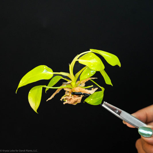 Philodendron 'Jungle Fever' Yellow Variegated Tissue Culture Plantlet (Seller's Choice)