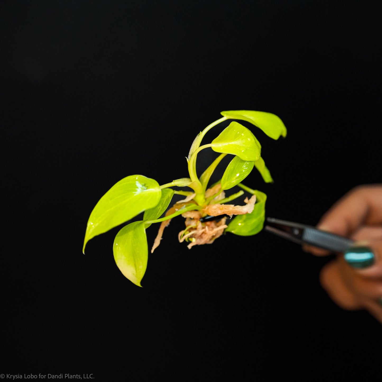 Philodendron 'Jungle Fever' Yellow Variegated Tissue Culture Plantlet (Seller's Choice)