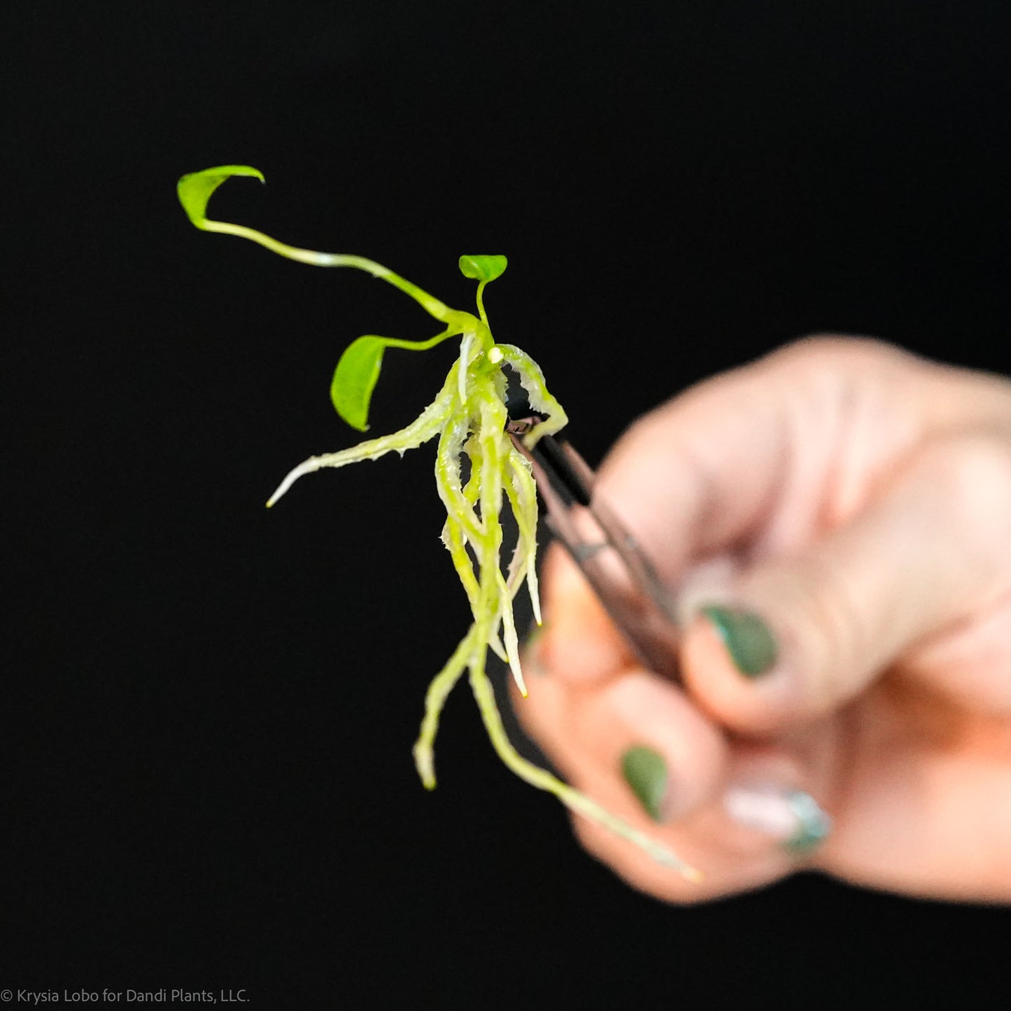 Anthurium 'Dark Queen' Tissue Culture Plantlet (Seller's Choice)