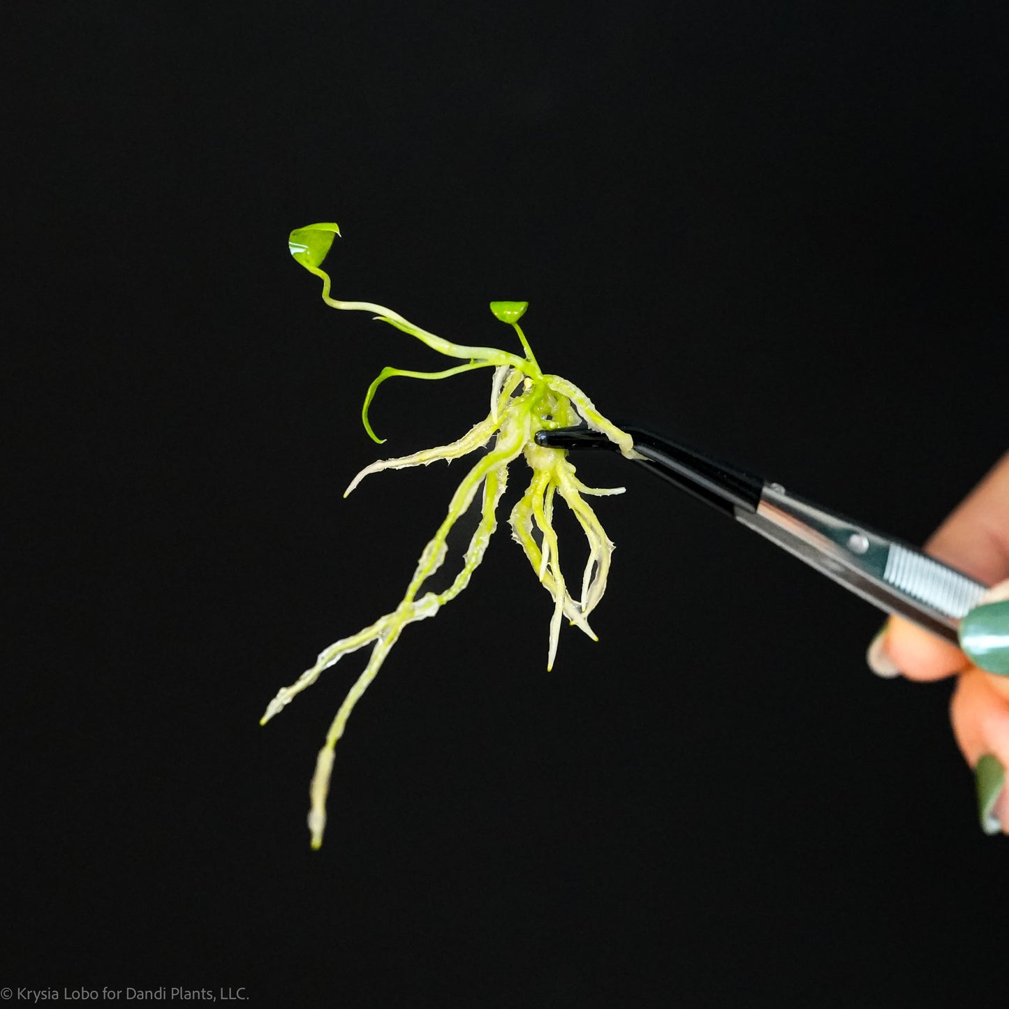 Anthurium 'Dark Queen' Tissue Culture Plantlet (Seller's Choice)