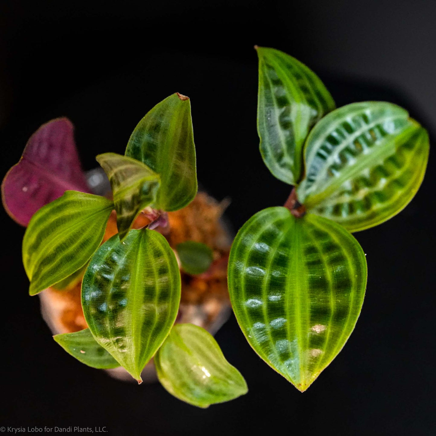 Geogenanthus Poeppigii 'Seersucker Plant' (Grower's Choice)