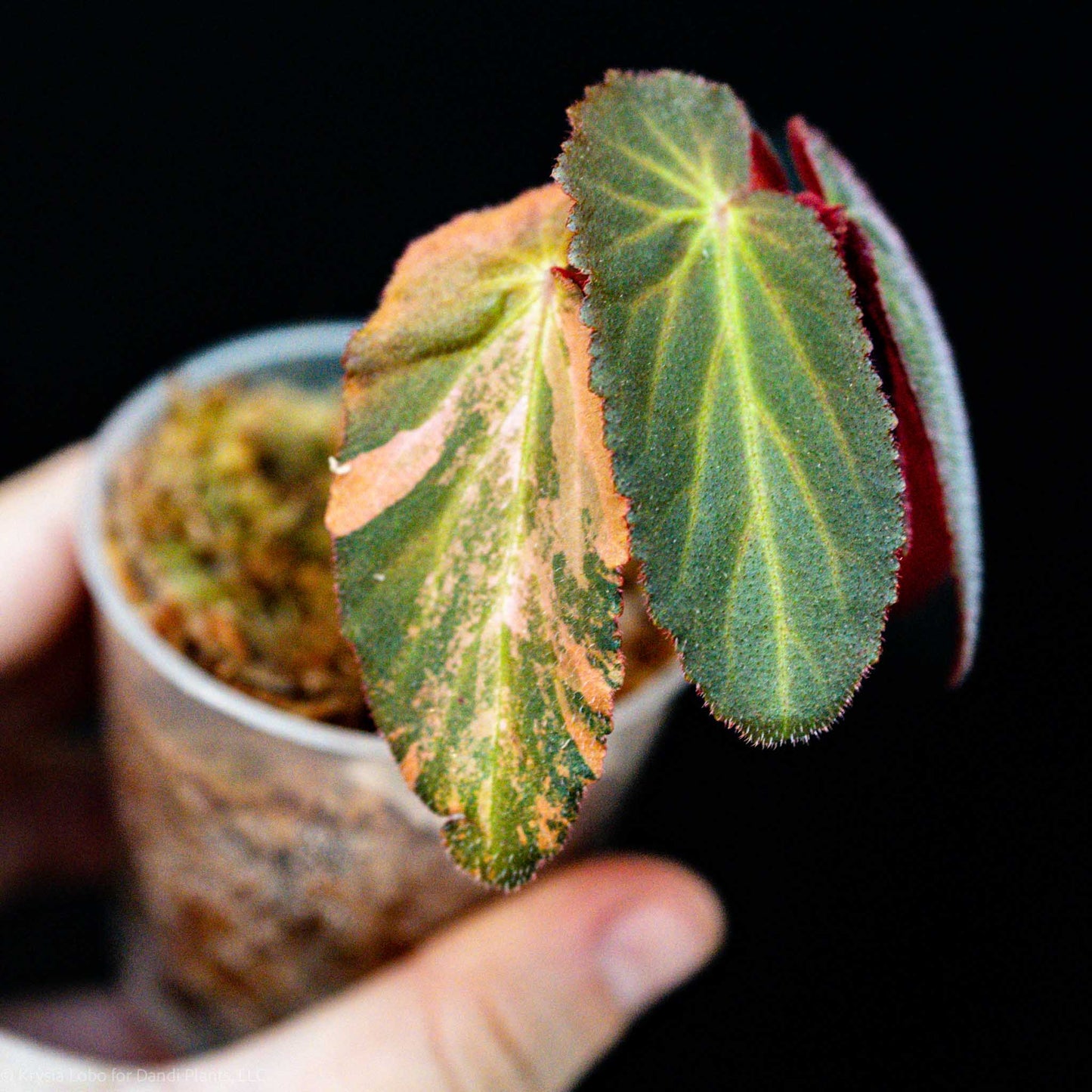 Begonia ‘Withlacoochee’ Variegated (SD47-01)