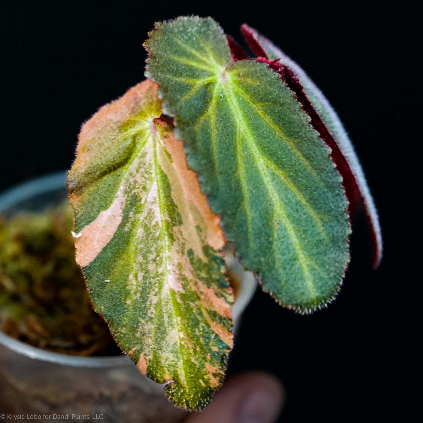 Begonia ‘Withlacoochee’ Variegated (SD47-01)