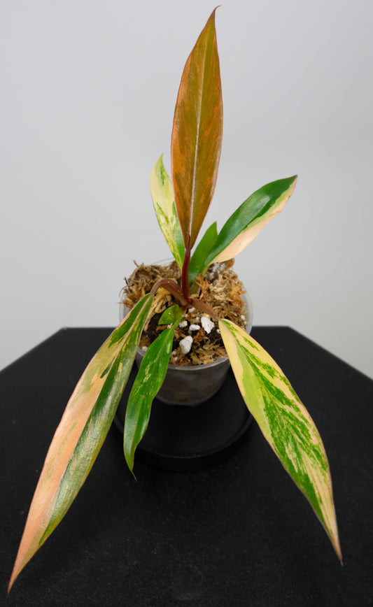 Philodendron 'Caramel Marble' Variegated *Growers Choice* (1715)