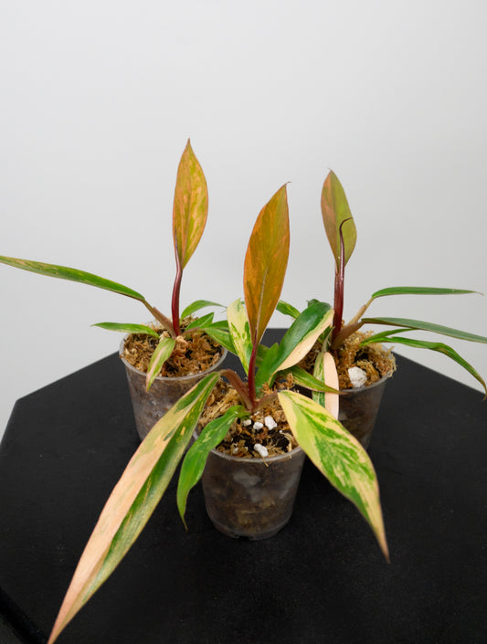 Philodendron 'Caramel Marble' Variegated *Growers Choice* (1715)