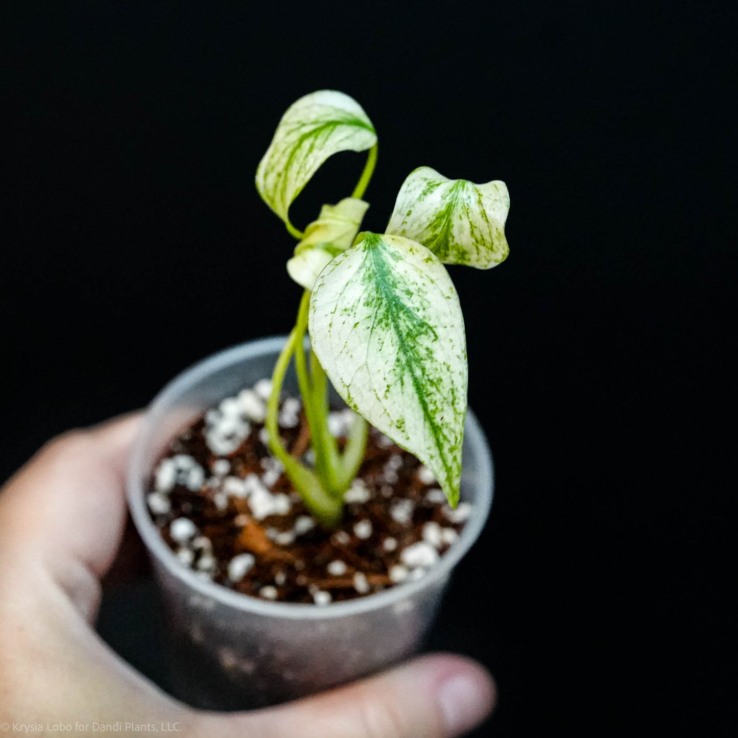 Monstera Deliciosa 'White Monster' Starter  * Kunzo Lineage * (Grower's Choice)