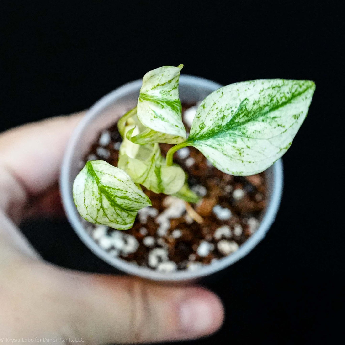 Monstera Deliciosa 'White Monster' Starter  * Kunzo Lineage * (Grower's Choice)