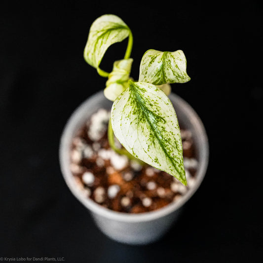 Monstera Deliciosa 'White Monster' Starter  * Kunzo Lineage * (Grower's Choice)