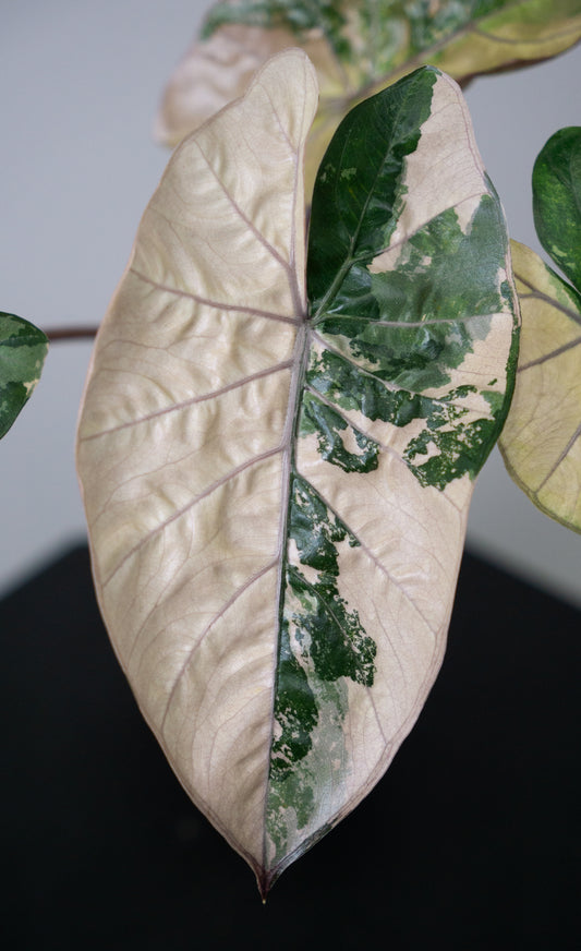 Alocasia 'Yucatan' Princess (1723)