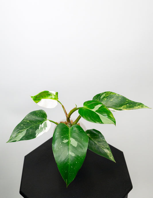 Philodendron White Princess Aurea (1805)