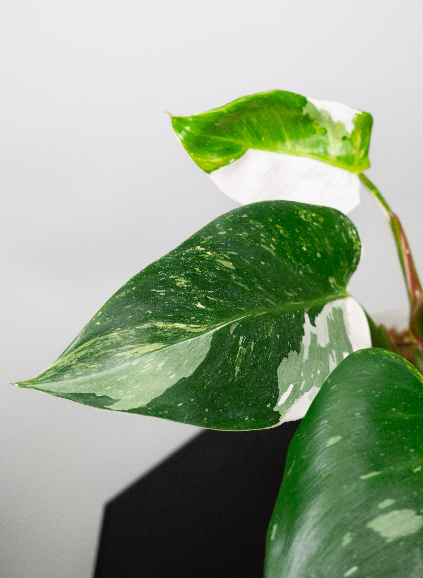 Philodendron White Princess Aurea (1805)