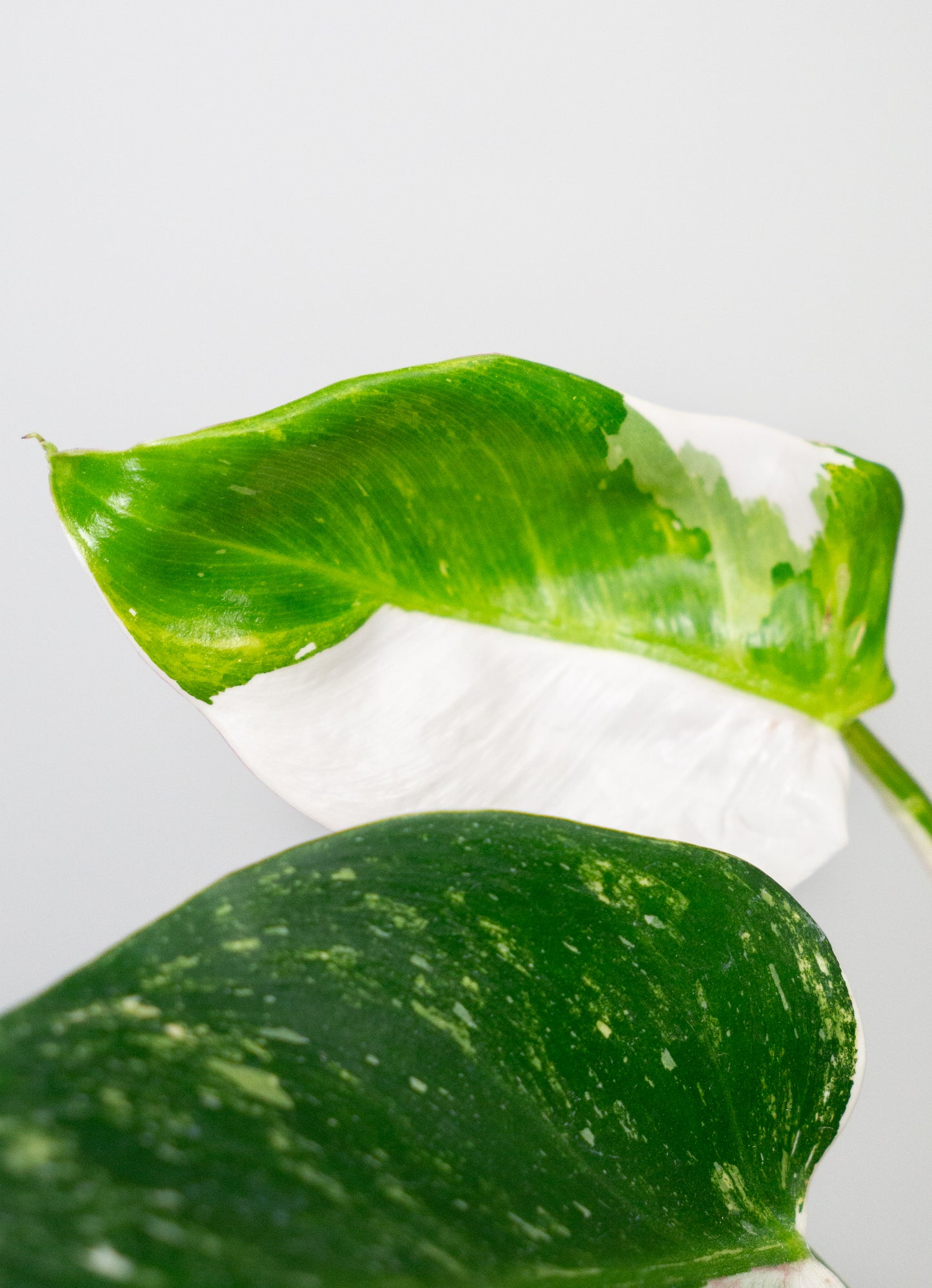 Philodendron White Princess Aurea (1805)