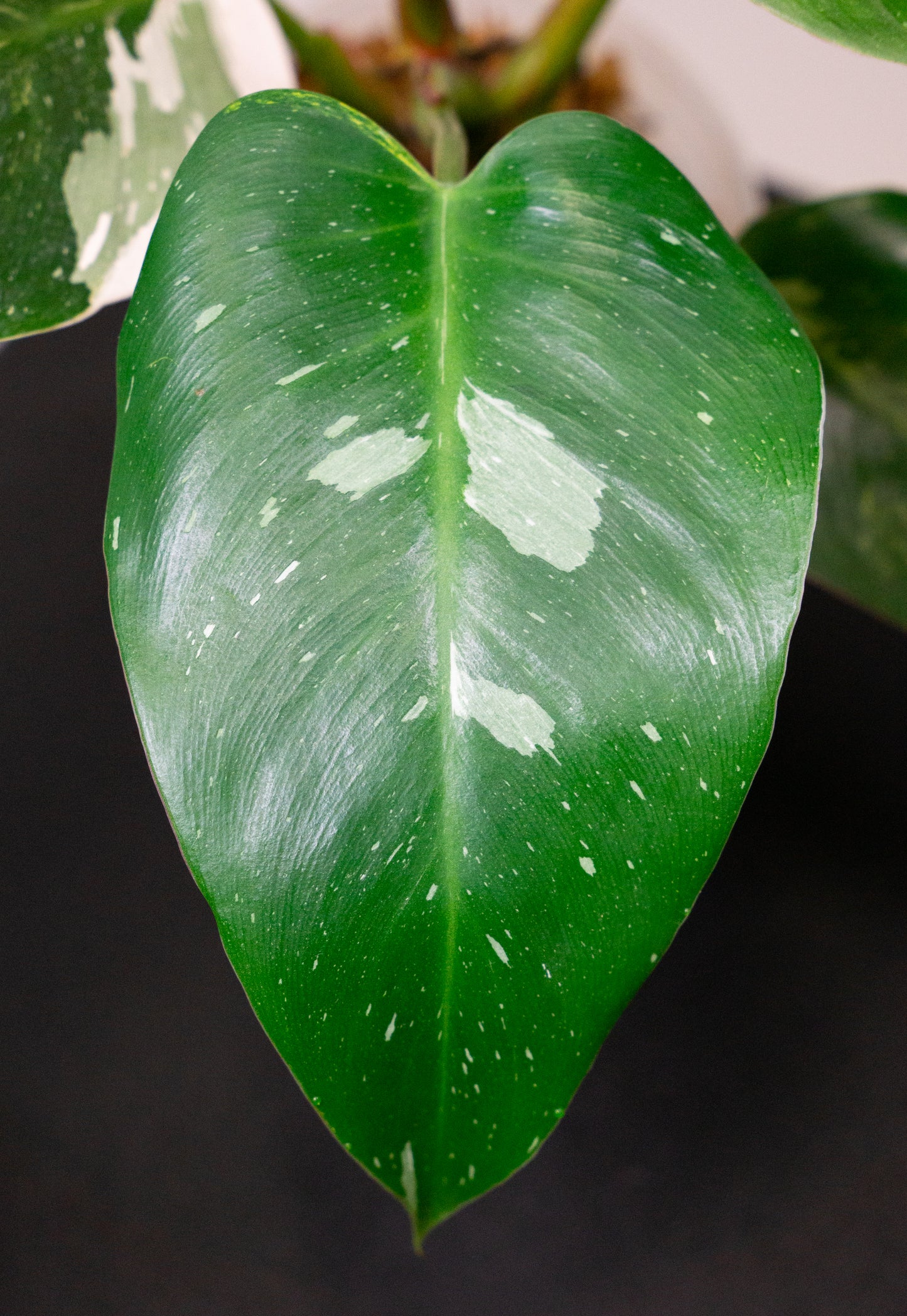 Philodendron White Princess Aurea (1805)