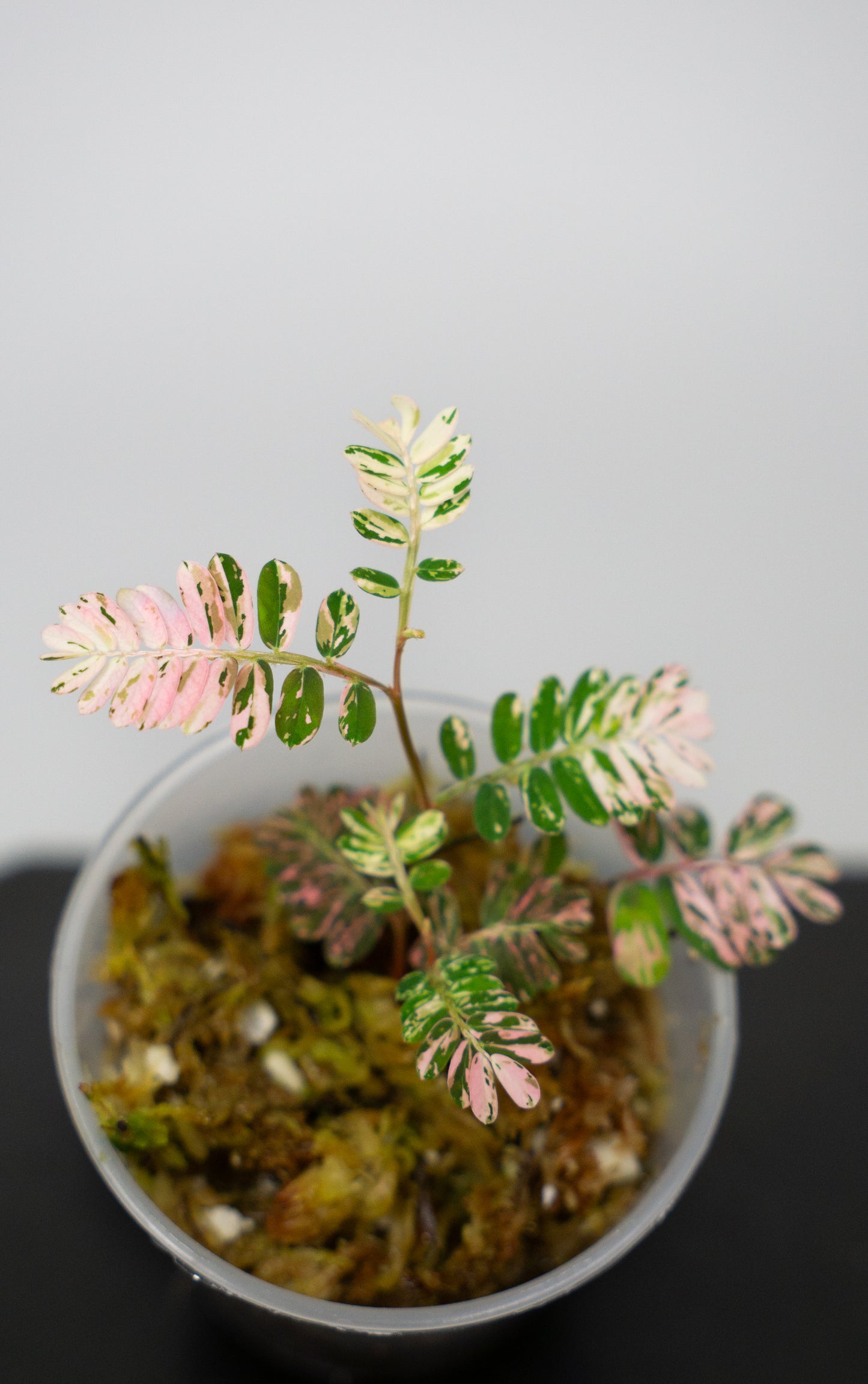 Phyllanthus urinaria 'Pink Variegated' (1818)