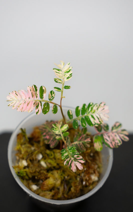 Phyllanthus urinaria 'Pink Variegated' (1818)