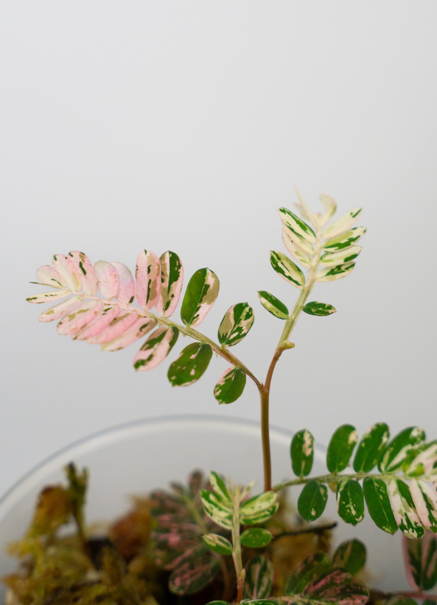 Phyllanthus urinaria 'Pink Variegated' (1818)