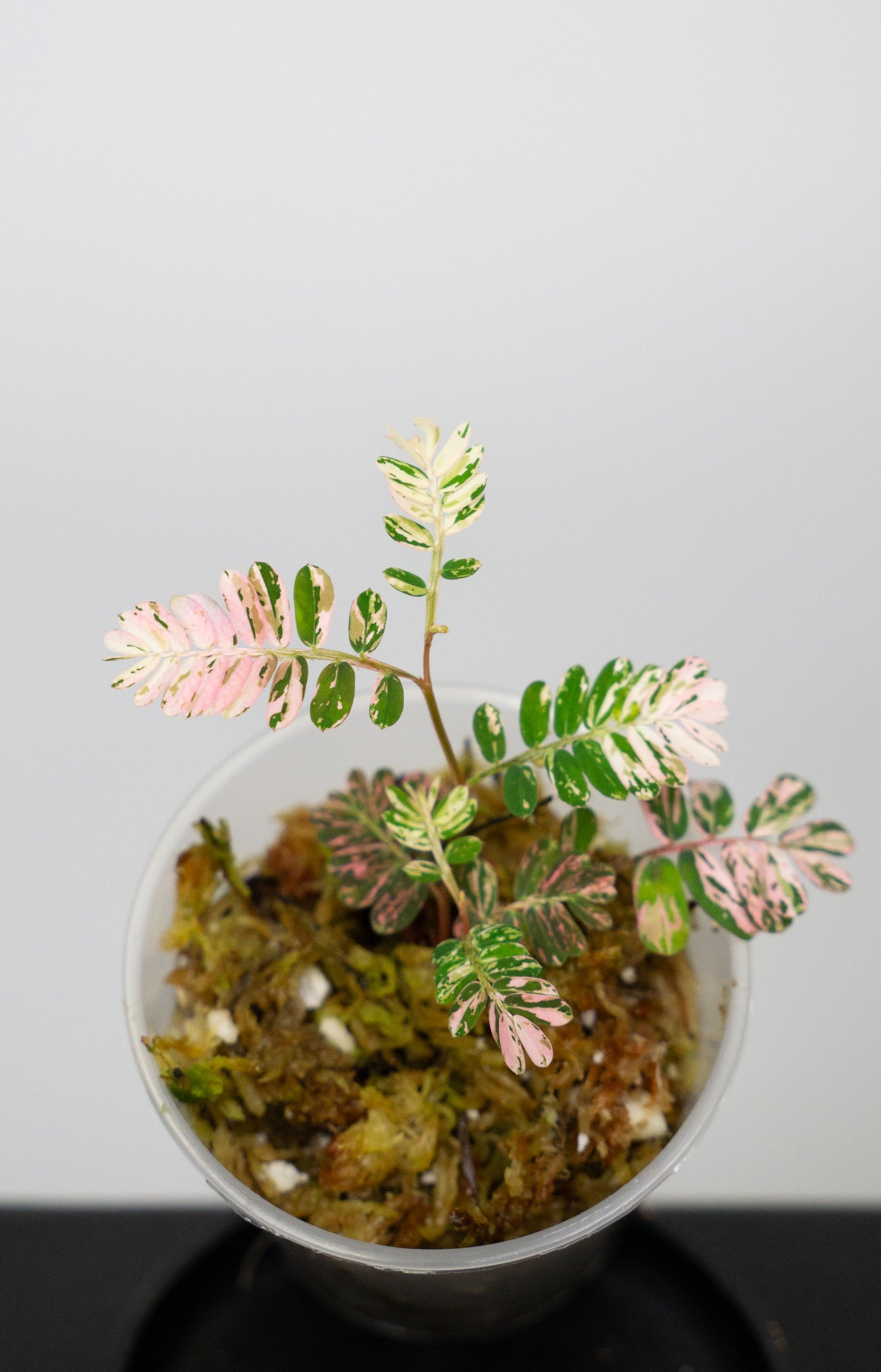 Phyllanthus urinaria 'Pink Variegated' (1818)