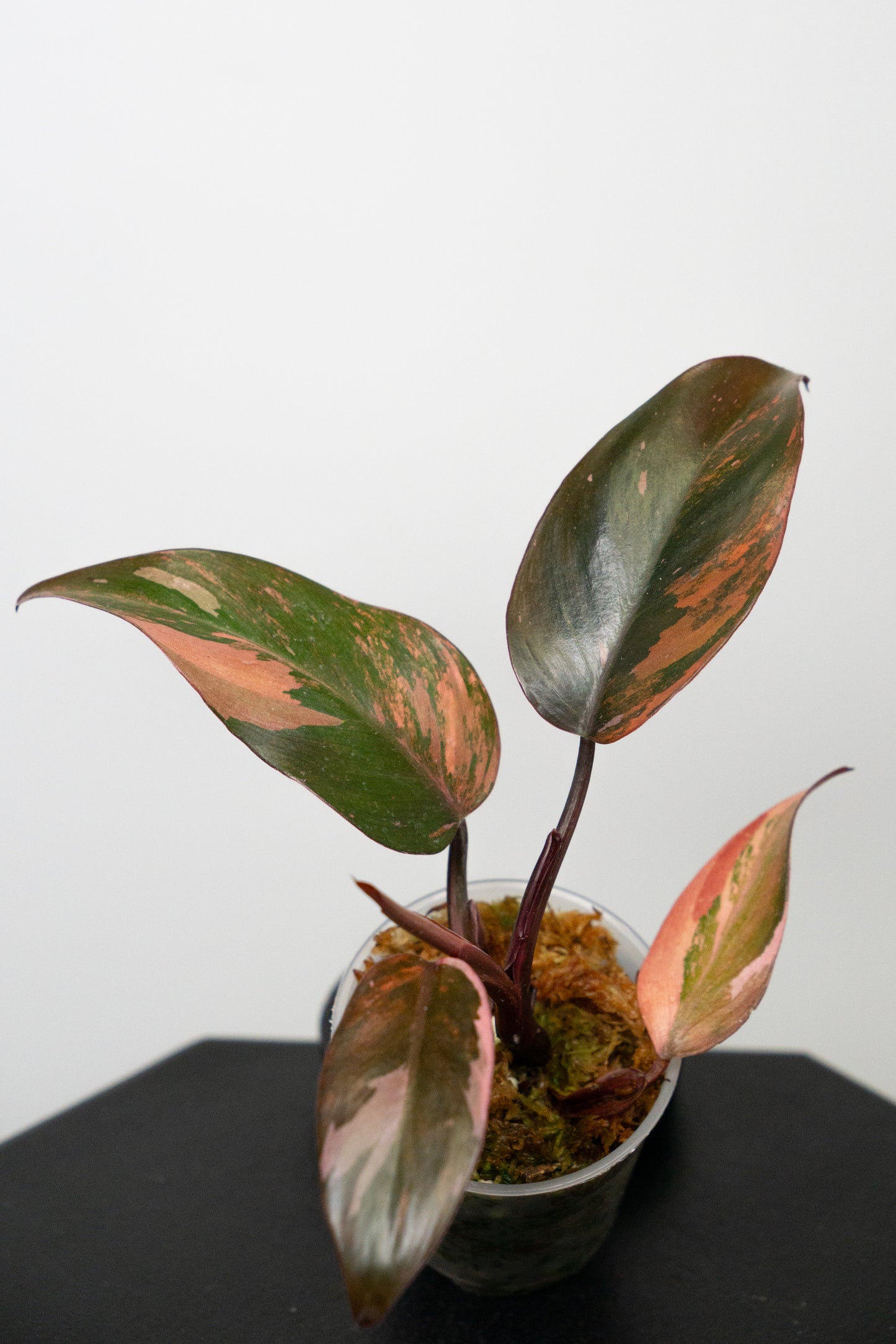 Philodendron Fire Princess (1822)