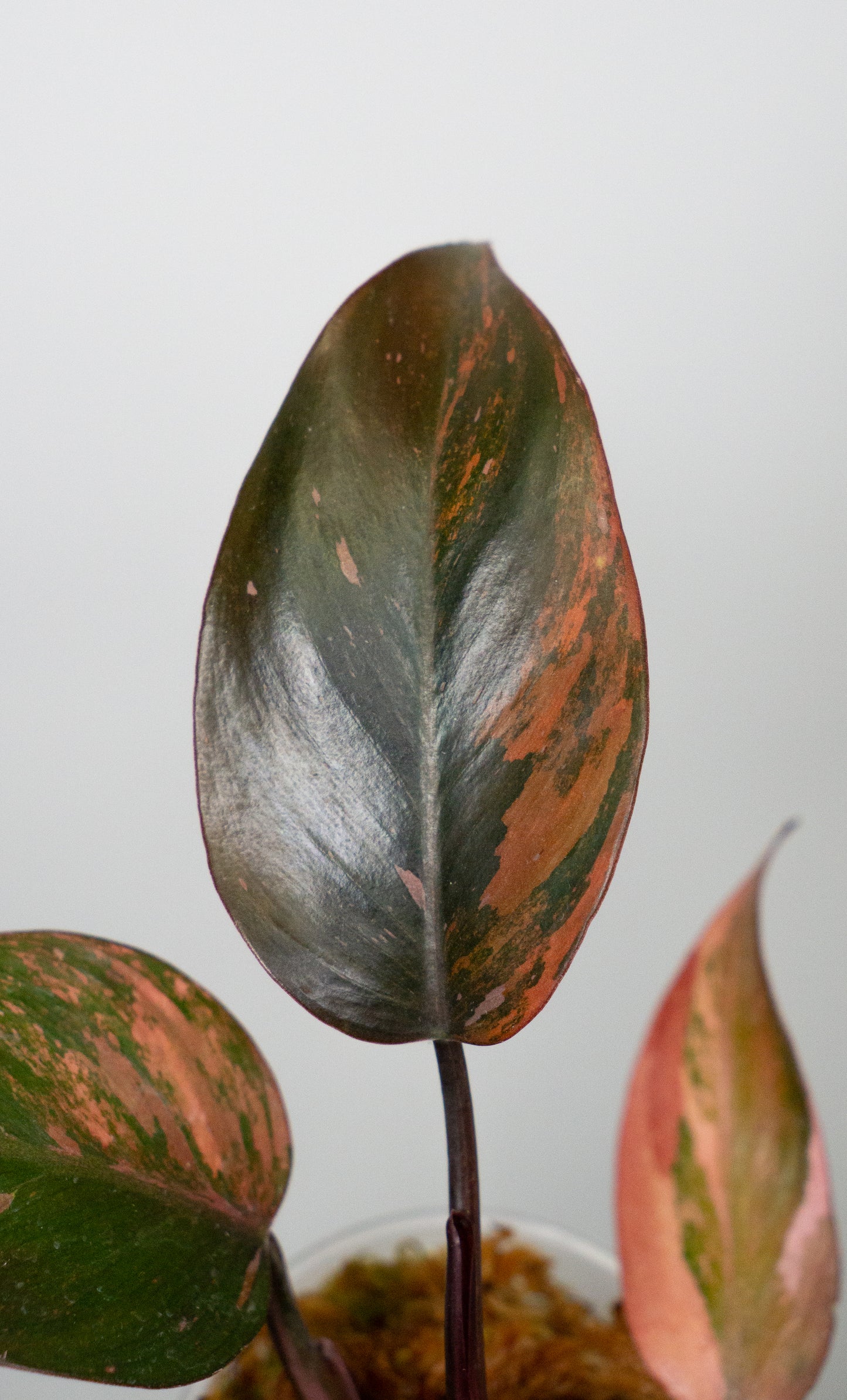Philodendron Fire Princess (1822)