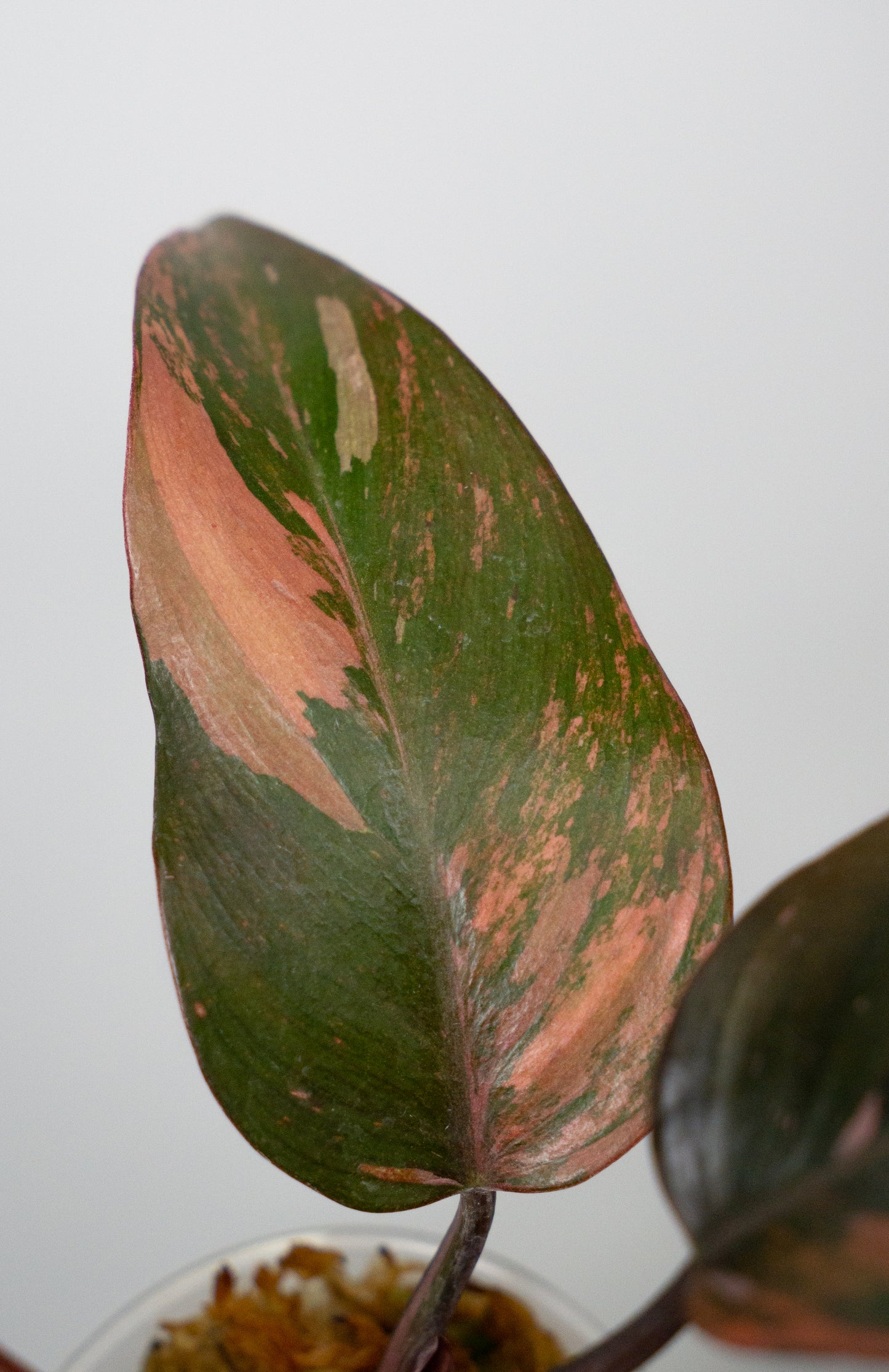 Philodendron Fire Princess (1822)
