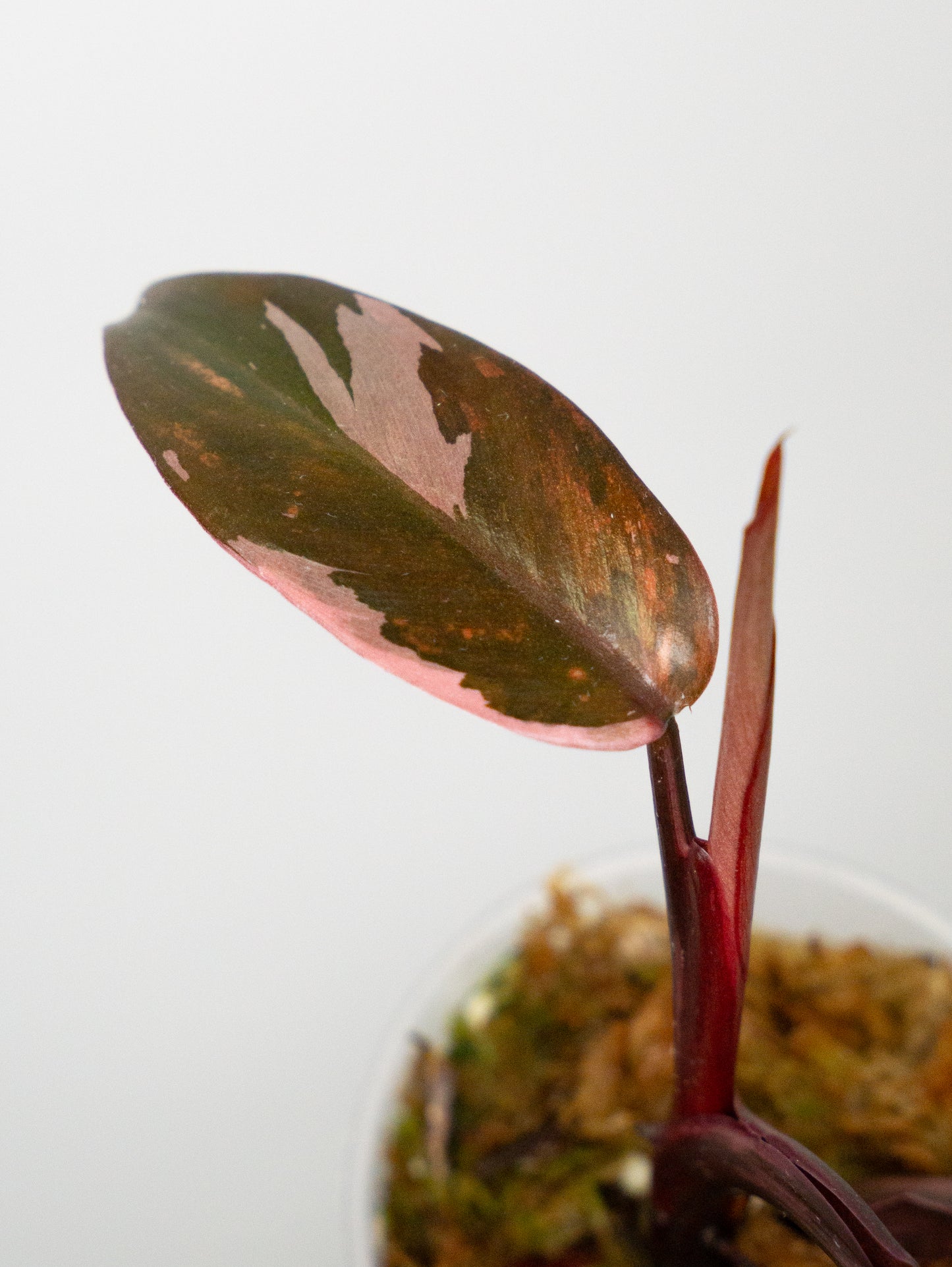 Philodendron Fire Princess (1822)