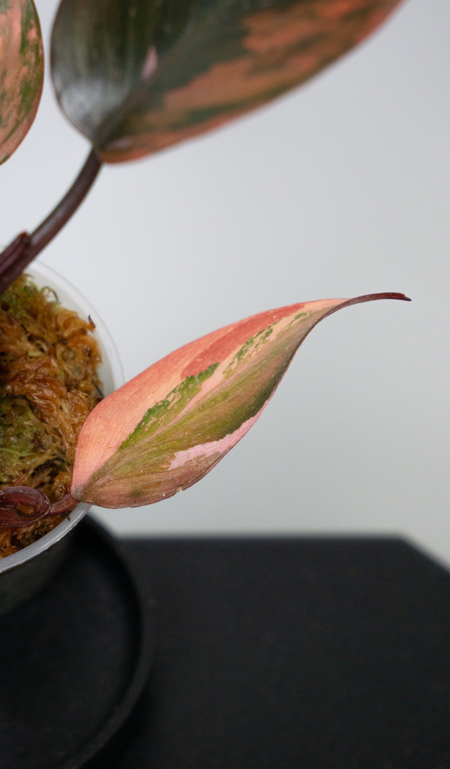 Philodendron Fire Princess (1822)