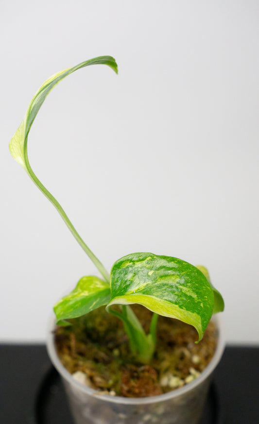 Monstera Deliciosa 'Electrolyte' (1823)