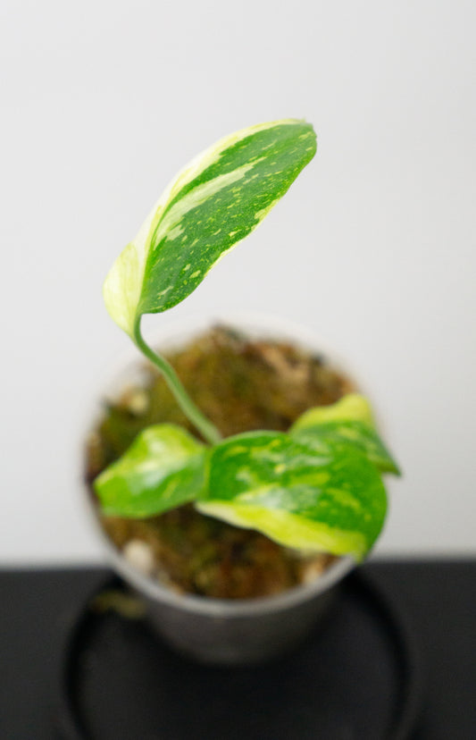 Monstera Deliciosa 'Electrolyte' (1823)
