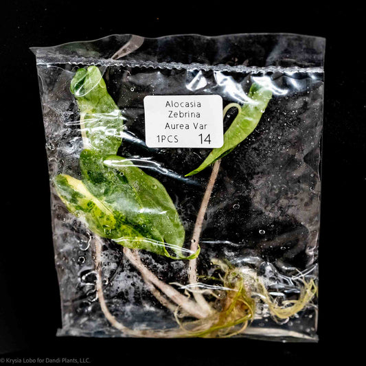 Alocasia Zebrina Aurea Variegated Tissue Culture Plantlet (Seller's Choice)